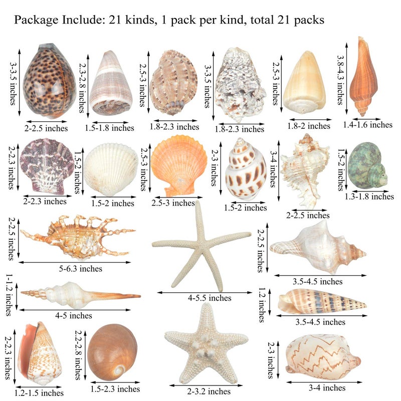 Jangostor 21 PCS Large Sea Shells Mixed Ocean Seashells, Various Sizes Natural Seashells Starfish Conch for Beach Theme Party, Home Decorations, DIY Crafts, Vase Filler Fish Tank Decorations - Image 3